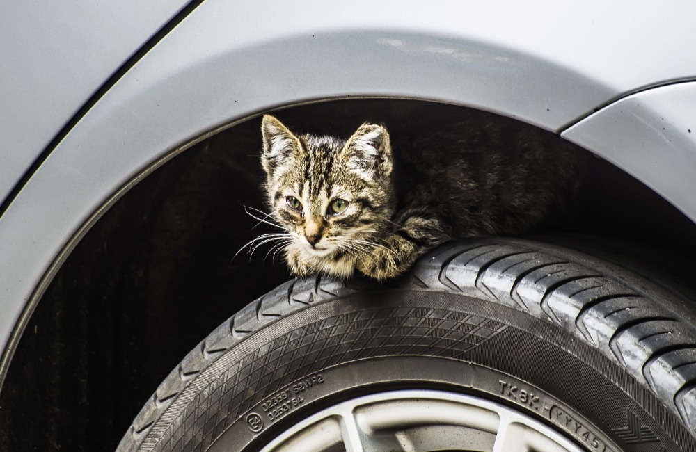 Check Tires For Small Animals Before Driving ©Aleksei Turkin/Shutterstock.com
