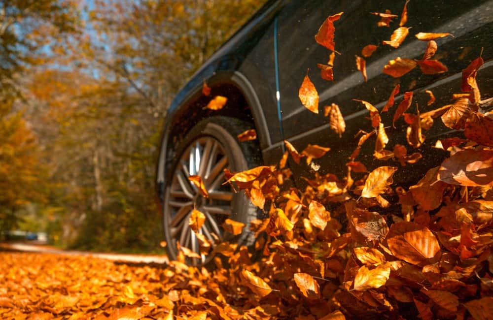 Keep The Leaves Off Your Car ©Flystock/Shutterstock.com