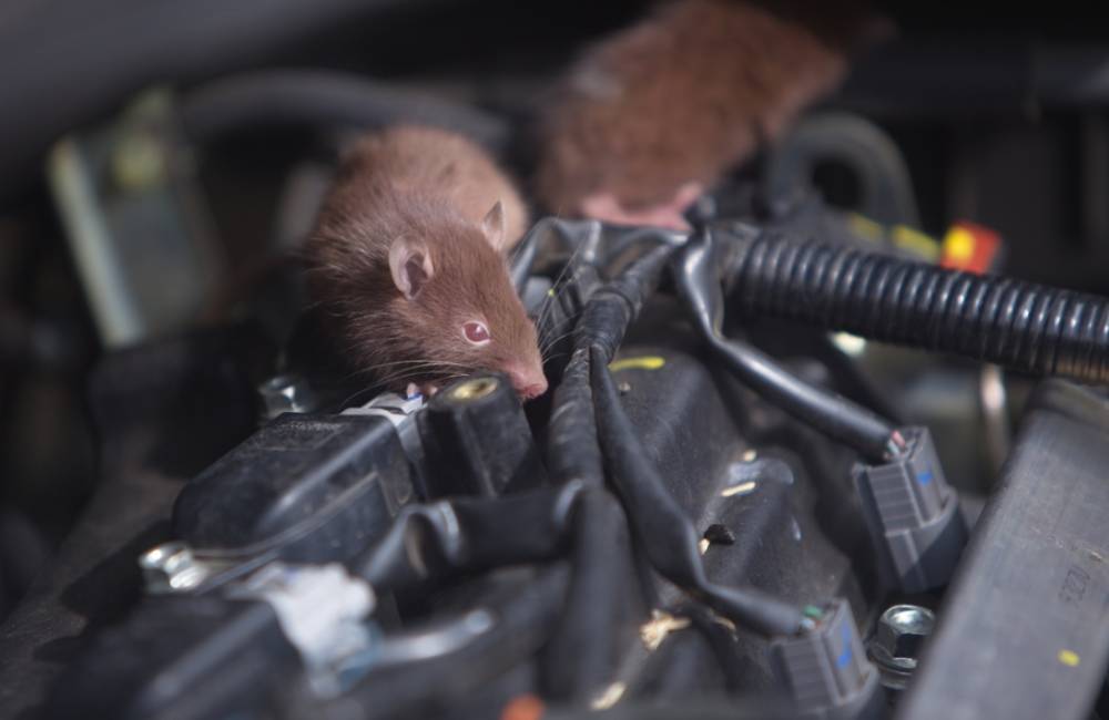 Keep animals from nesting in your car ©COMZKIE/Shutterstock.com