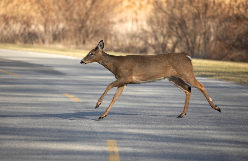 What To Do If You Hit A Deer ©James Marvin Phelps/Shutterstock.com
